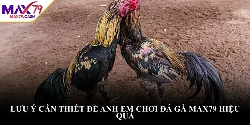 Lưu ý cần thiết để anh em chơi đá gà max79 hiệu quả