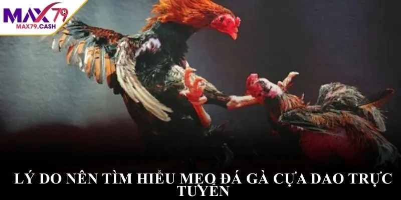 Lý do nên tìm hiểu mẹo đá gà cựa dao trực tuyến