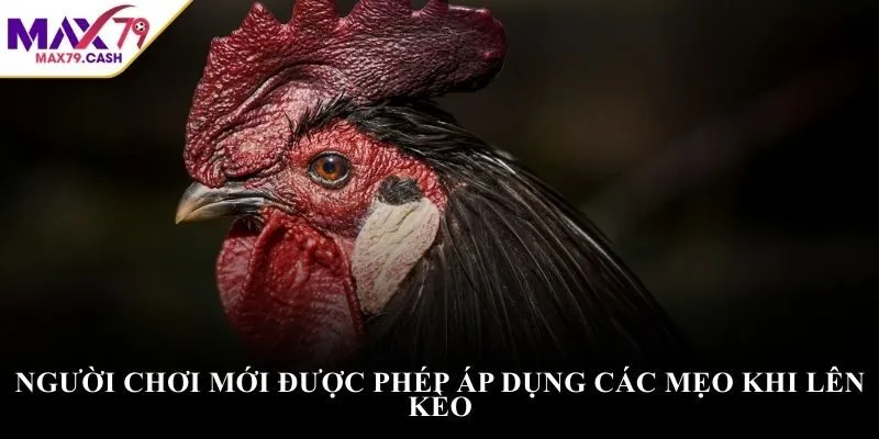 Người chơi mới được phép áp dụng các mẹo khi lên kèo