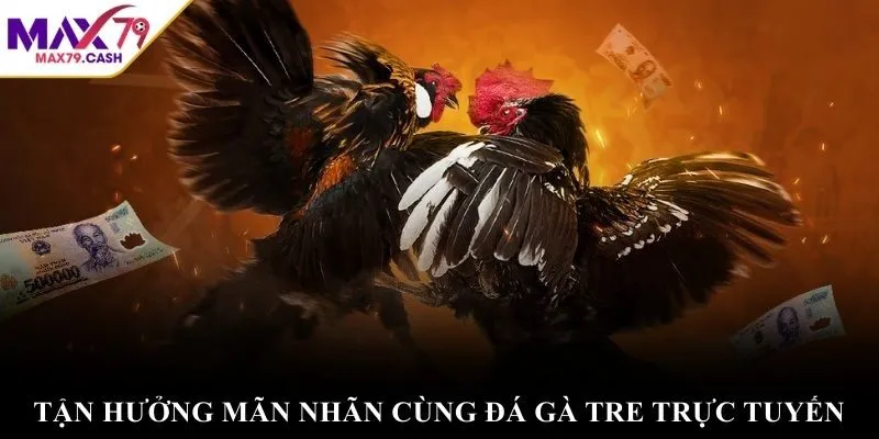 Tận hưởng mãn nhãn cùng đá gà tre trực tuyến